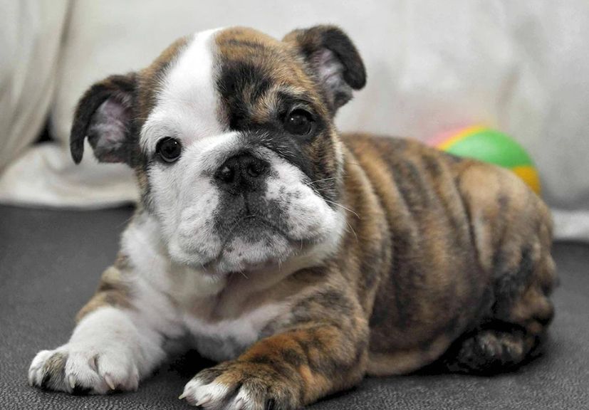 A tiger brindle french puppy sitting!