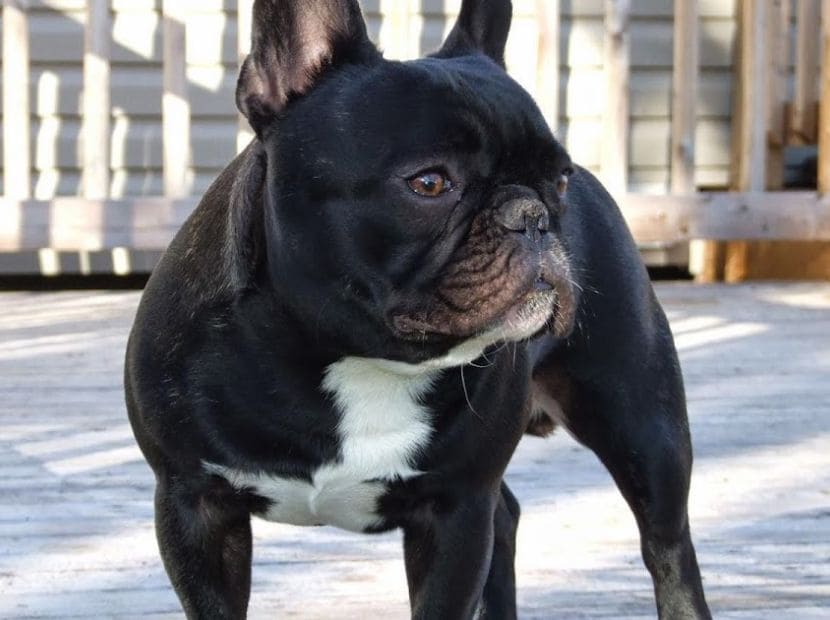 A healthy french bulldog standing!