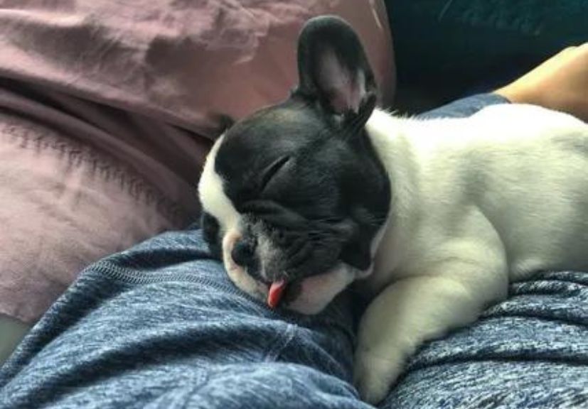 a Frenchie sleeping on the legs of a man!