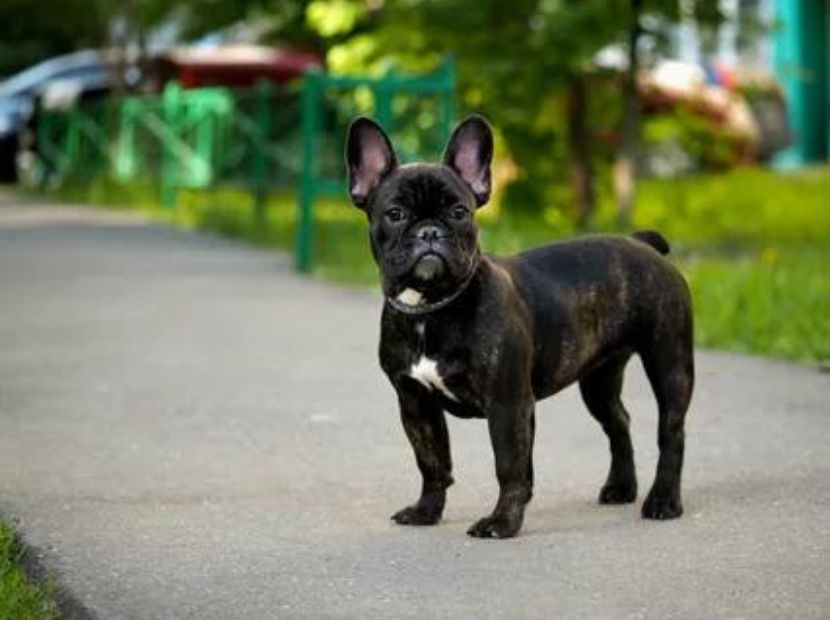 A black french bulldog standing on the road!