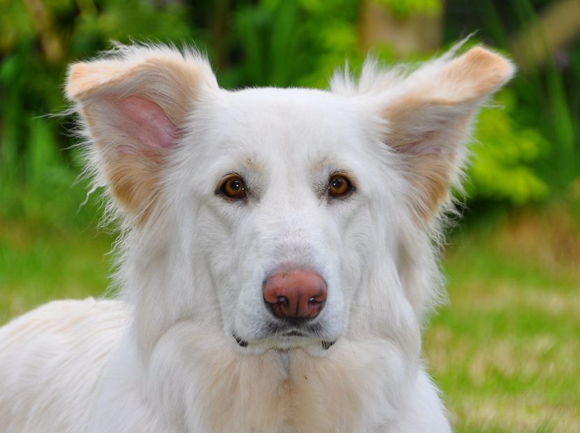 an albino canine standing on the grass