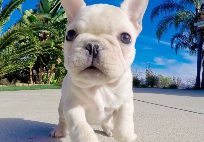 A white french bulldog puppy standing on the road and looking at camera