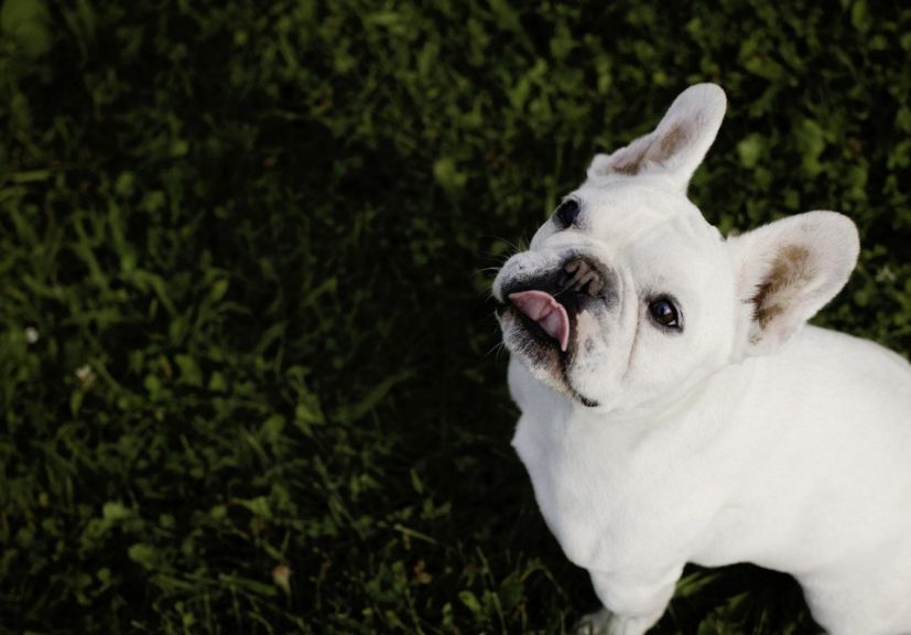 A white frecnh bulldog starring at the sky!