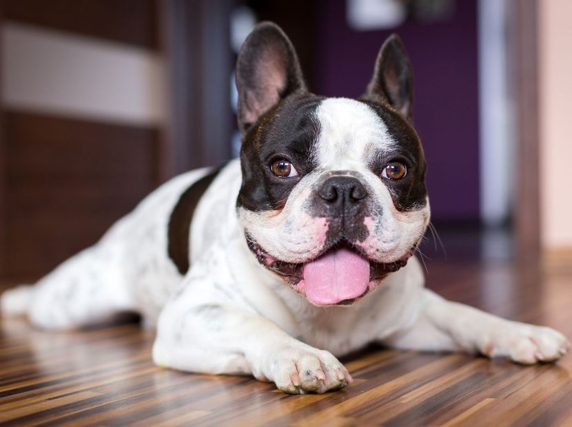 a black and white french bulldog sitting on wooden floor!