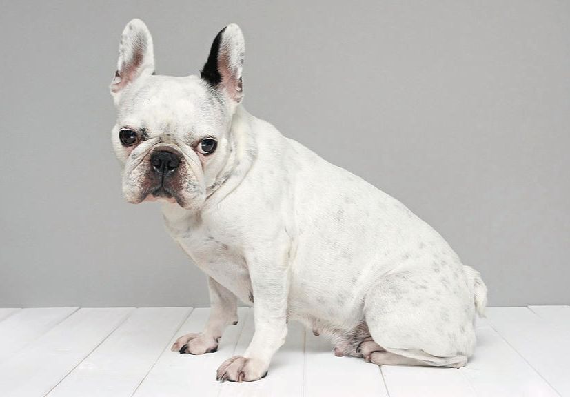 an albino Frenhie sitting the white wood