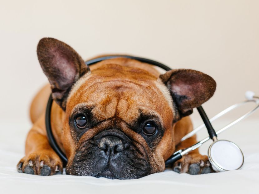 A frenchie with a stethoscope in the neck!