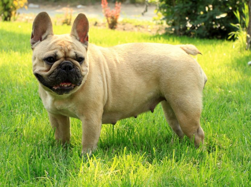 A brown female frenchie