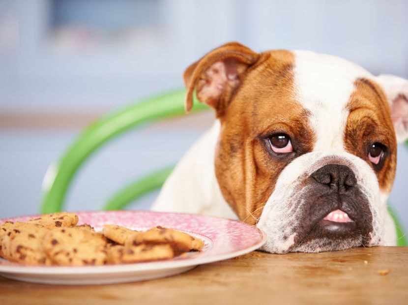 an allergic dog with biscuits in a plate