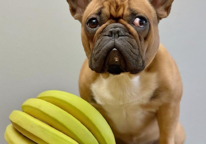 an allergic frenchie looking at banana