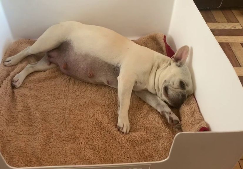 A pregnant female frenchie sleeping a crate