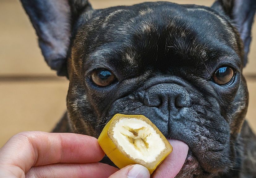 a man feeding a piece of banana to the frenchie