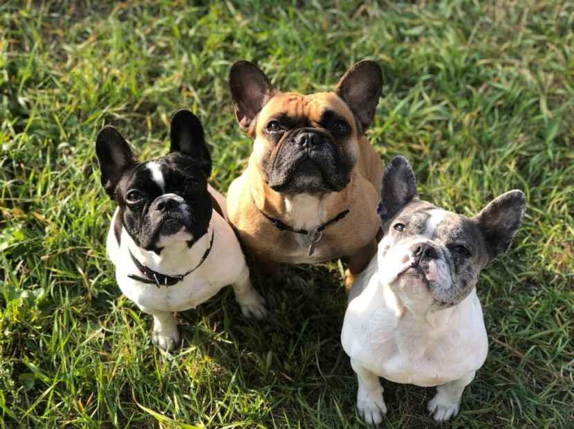 different french bulldogs