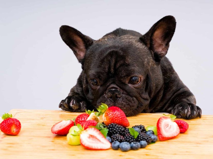 A black French bulldog looking at fruits on the table