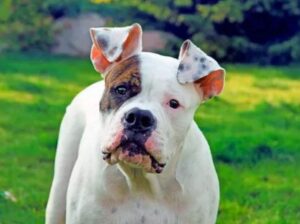 An american bulldog standing on grass!