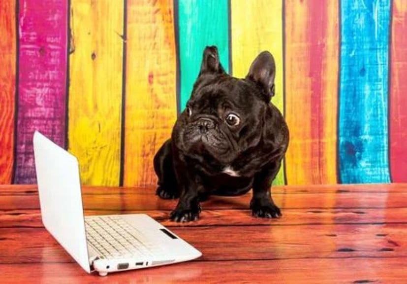 a black frenchie sitting in front of a laptop