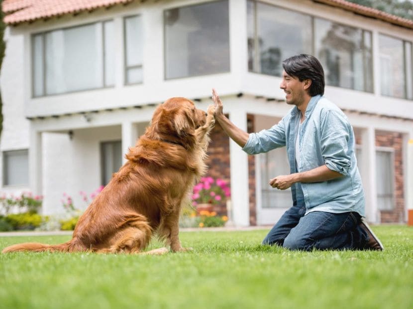 a man playing with a dog in a garden