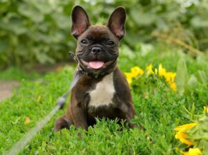 a cute french bulldog sitting with yellow flowers!