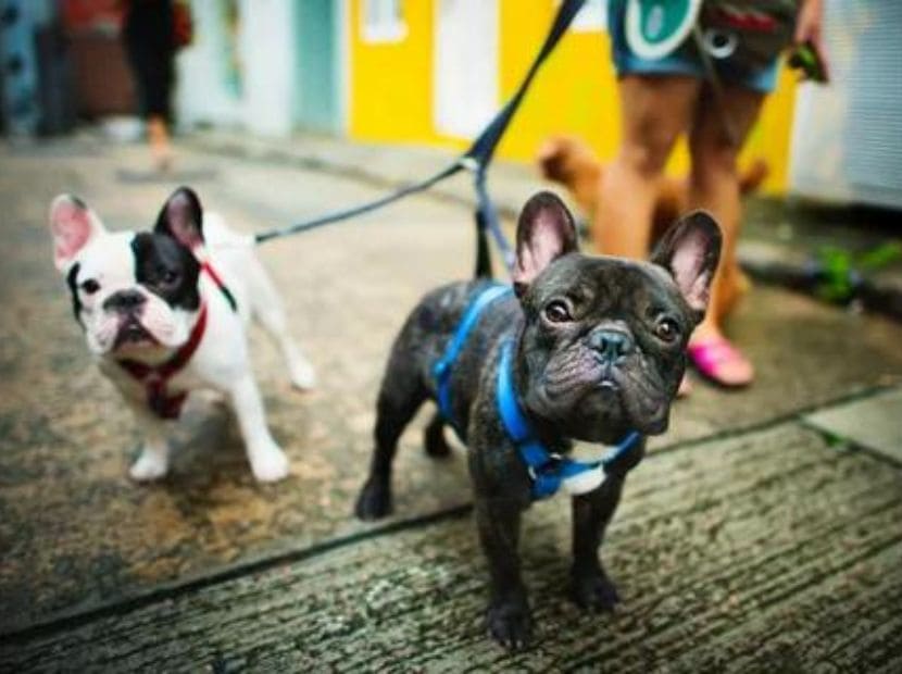 two frenchie bulldogs having leashes and a women holding them