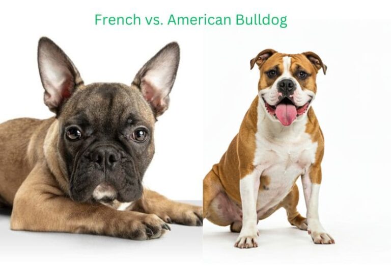 american vs. french bulldog, both dogs sitting