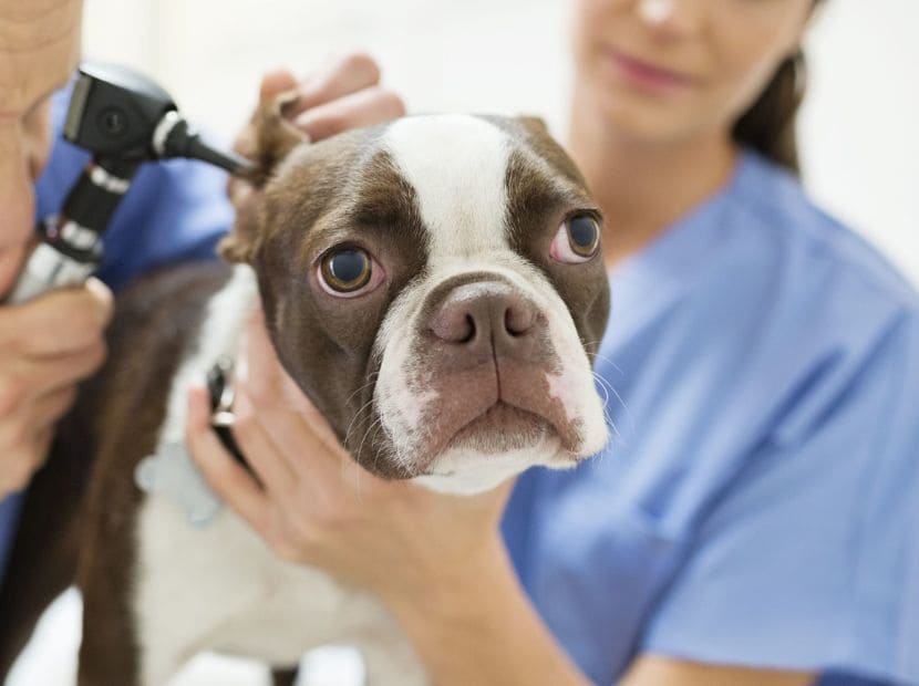 a vet inspecting a dog!