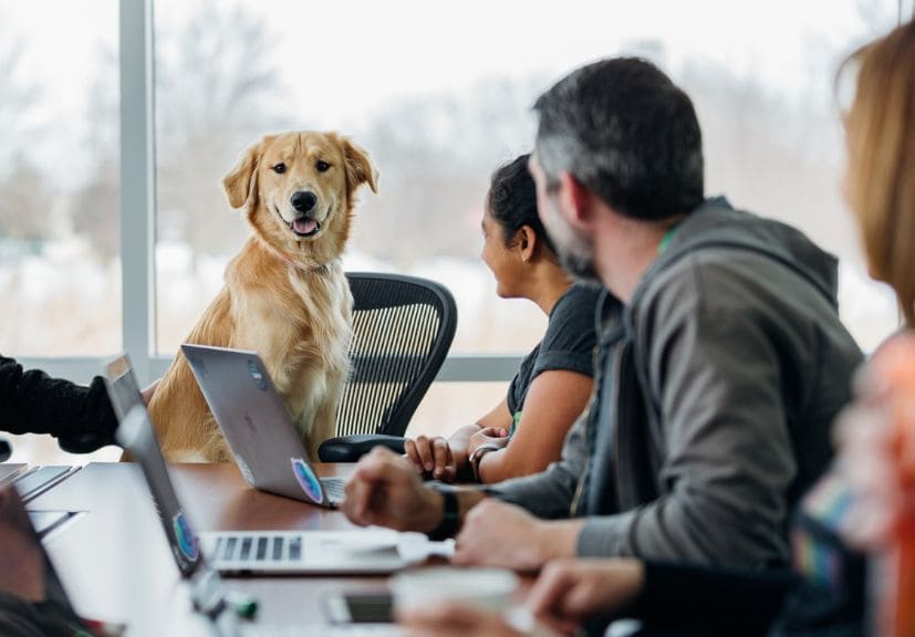 importance of dog life insurance: a dog sitting in front of doctors