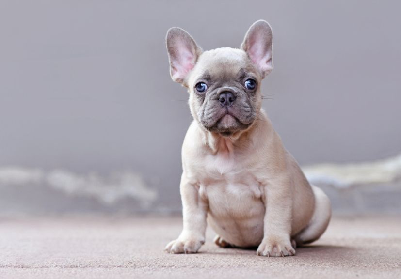 A lilac french bulldog sitting on the floor