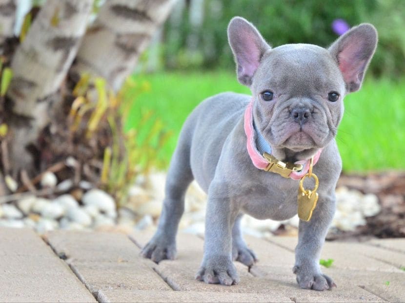 A well cared lilac frenchie standing on the brick floor!