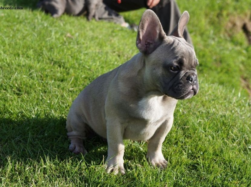 a lilac frenchie sitting on the grass