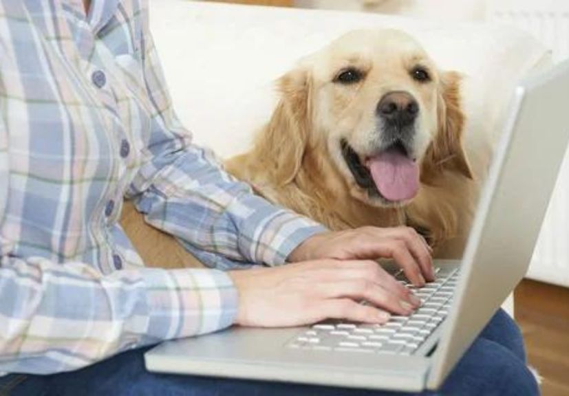 tips to choose the right pet insurance: a dog sitting with a women who have laptop in her hand!