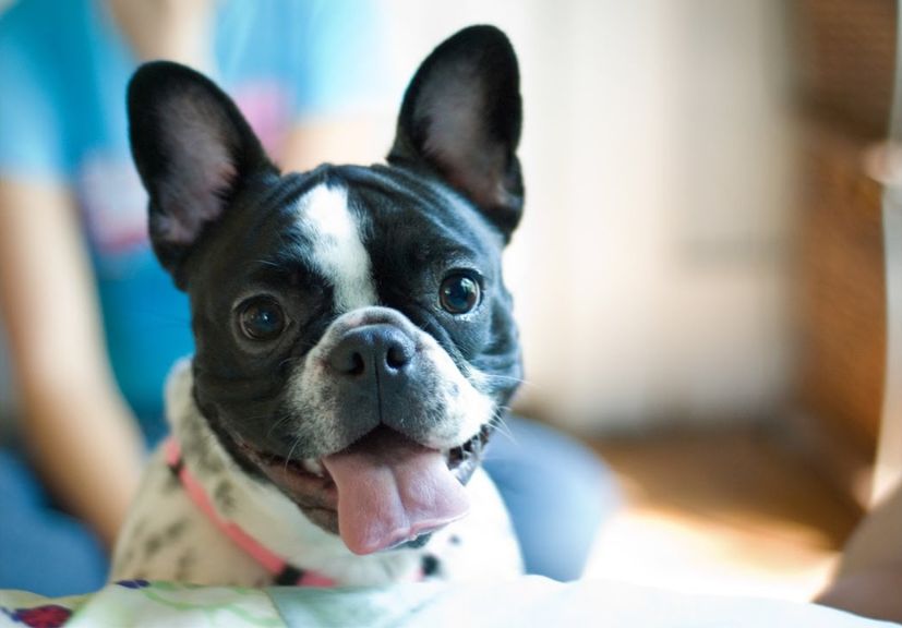 a beautiful frenchie revealing the tips to manage french bulldog shedding