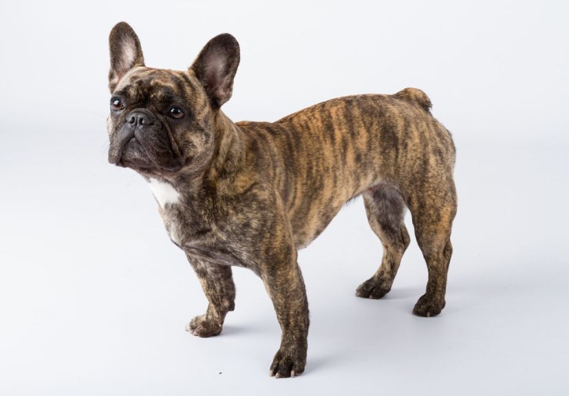 french bulldog shedding: a Frenchie standing with minimum hairs