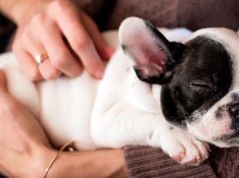 Why french bulldogs are clingy? A man carrying french bulldog in his lap!