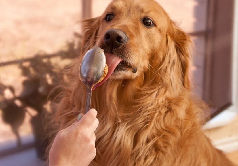 can dogs eat peanut butter? A dog licking butter on a spoon