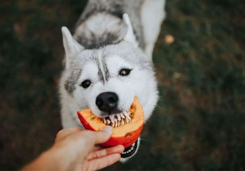 can dogs eat pumpkin? A man feeding pumpkin to a dog