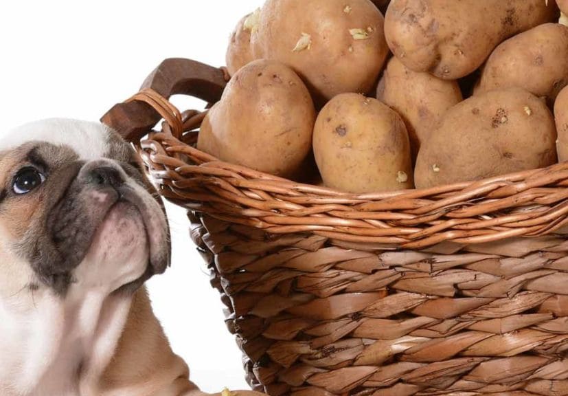 can dogs eat sweet potatoes? A dog sitting besides the potato basket and looking at it!