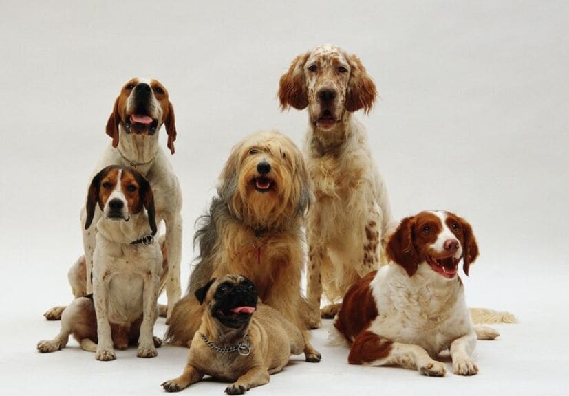 dog breeds with longest lifespan: different dogs sitting together