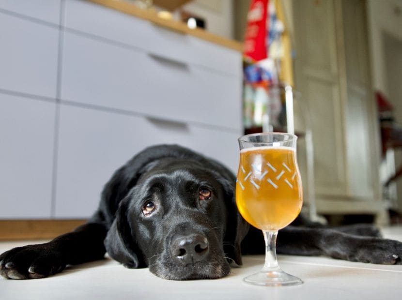 a sad dog with glass of wine in front