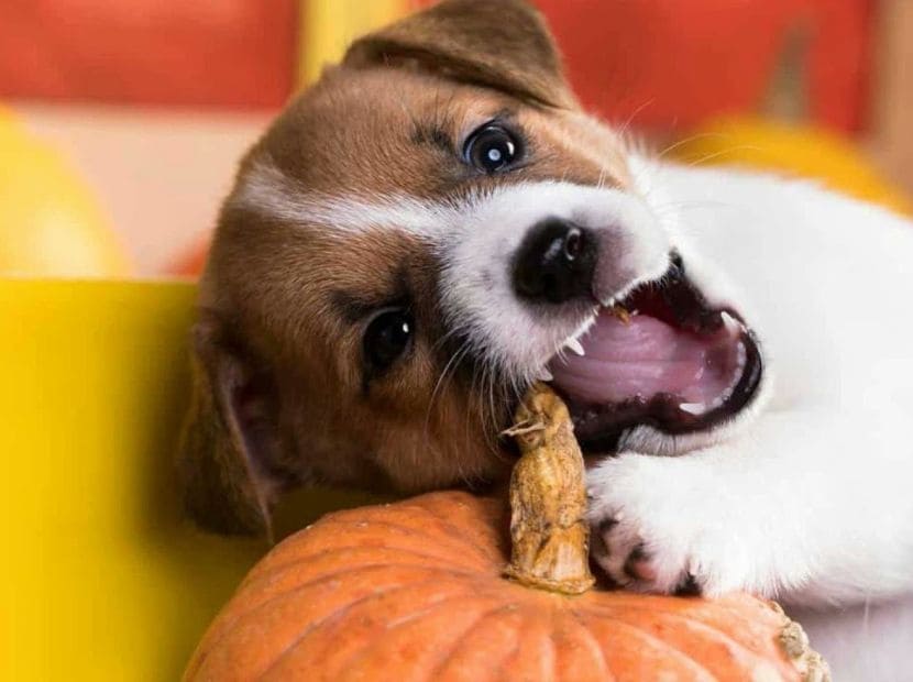 a dog eating uncooked pumpkin