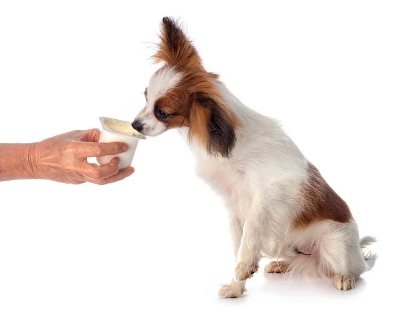 a man serving yogurt to a dog