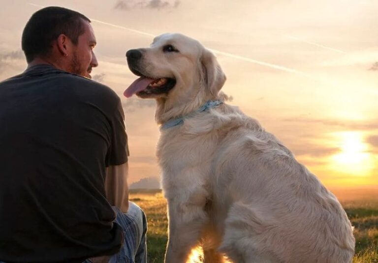 ways to make your dog love you: a dog sitting beside a man