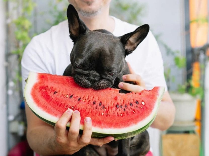 a man making his dog eat watermelon!