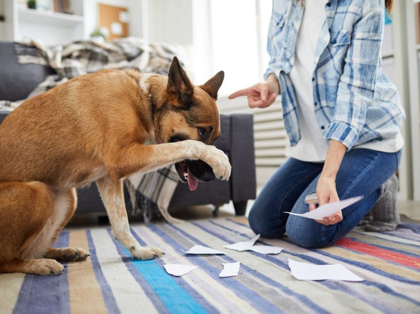 a man stopping dog from doing something