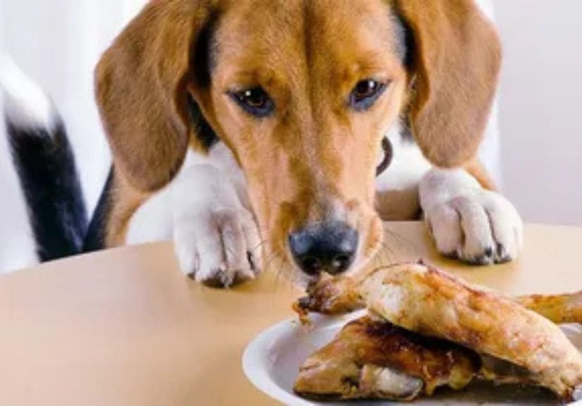 can dogs eat chicken? A dog eating chicken in the plate