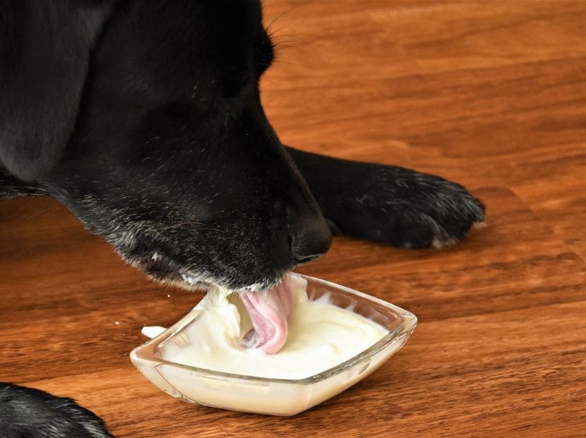 a black dog licking yogurt in a pot