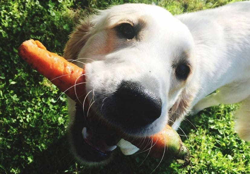 can dogs eat carrots? a beautiful dog having carrot in the mouth