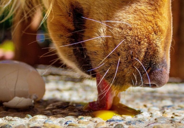 Can dogs eat eggs? a dog licking a broken egg