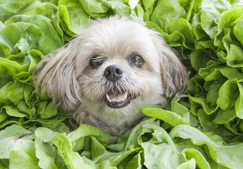 can dogs eat spinach? A fluffy fog surrounded by raw spinach!