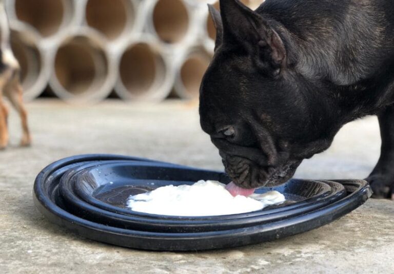 a back dog eating yogurt in a plate