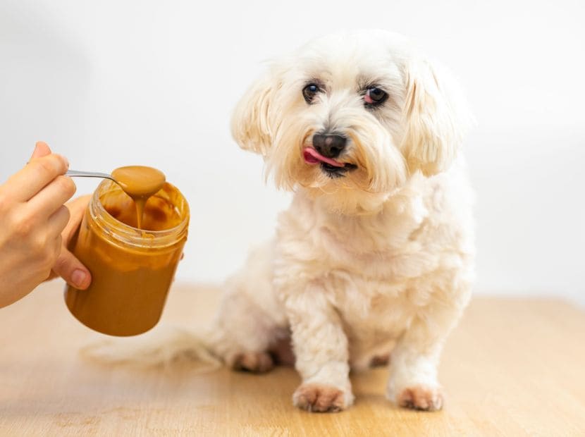 a women serving peanut butter to a puppy!