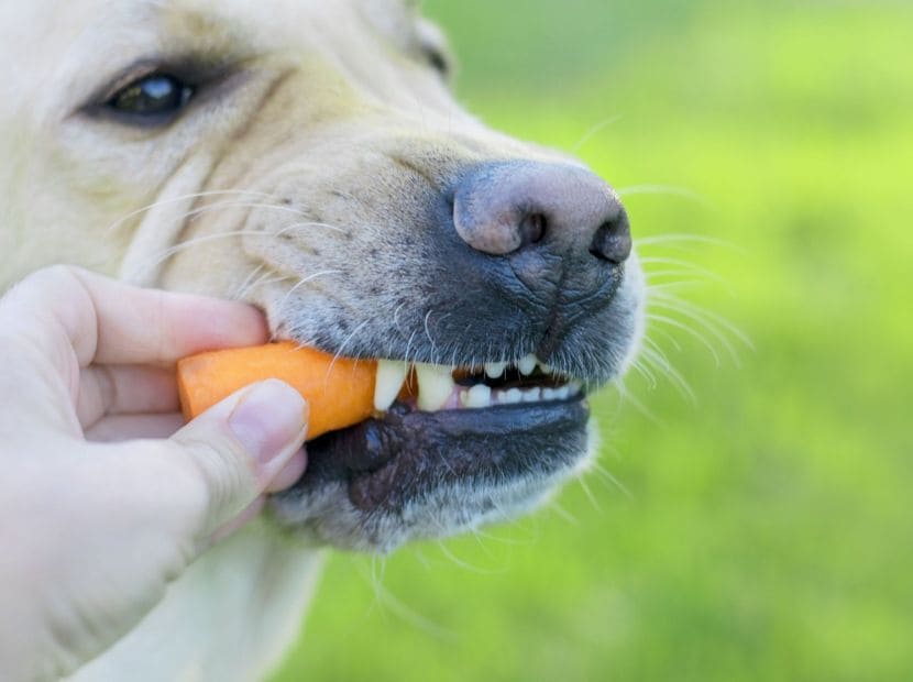 a dog eating a carrot!